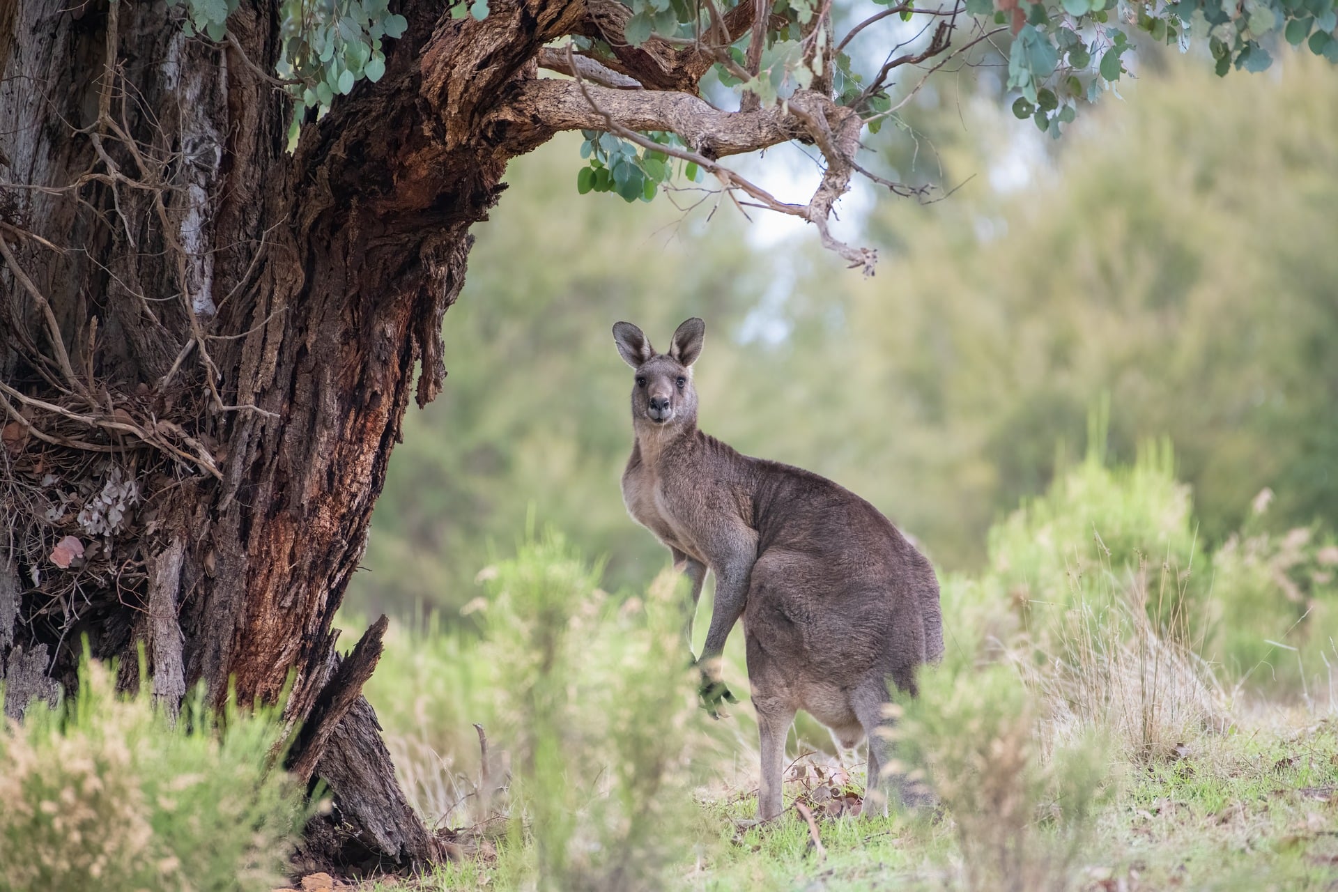 Woman adventuring in Australia