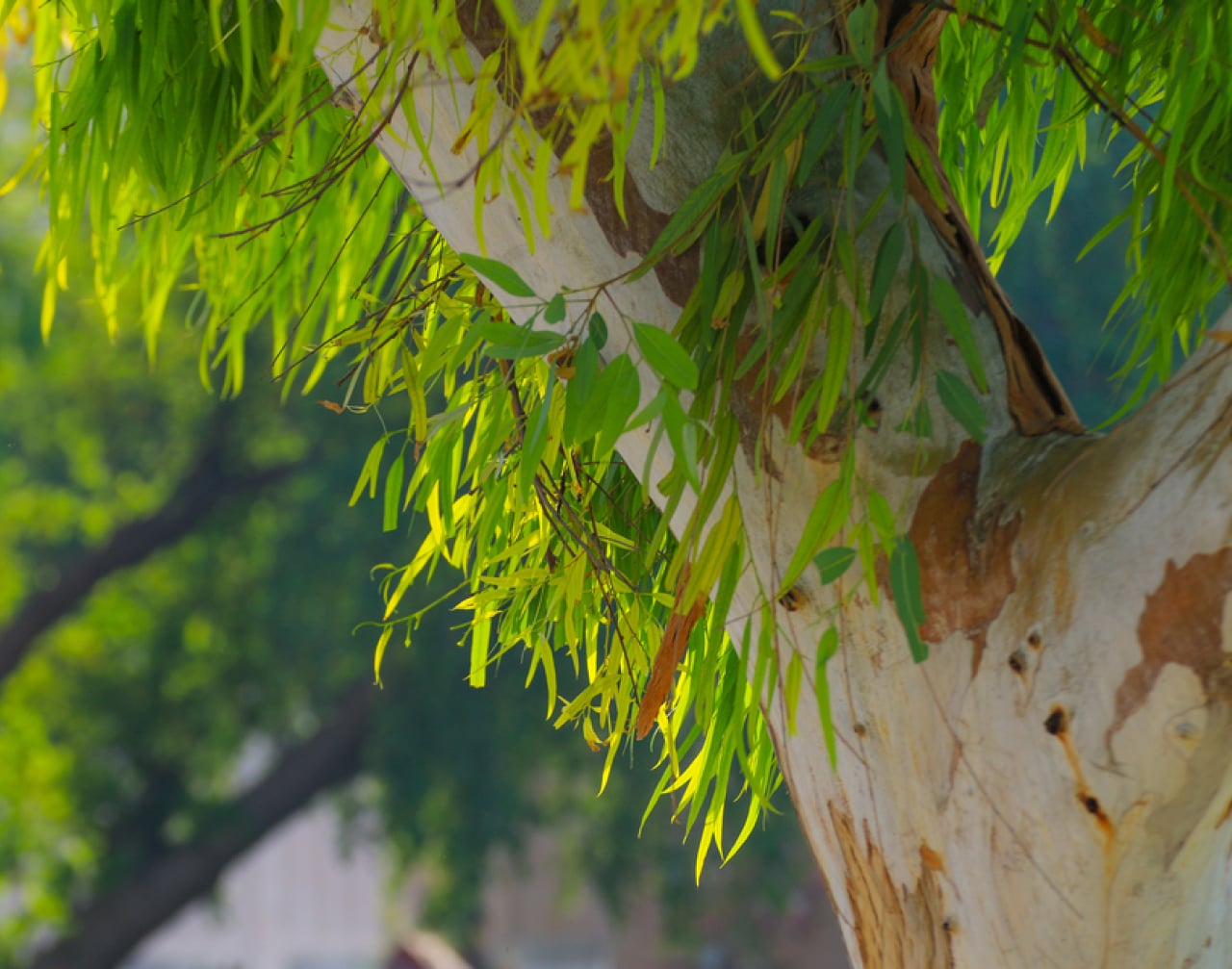 Australian Tree